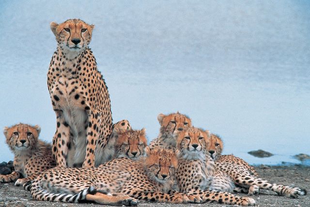 Voyage Bivouac en Pays Masai et exploration de la côte 