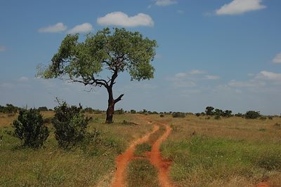 Parc de Tsavo Est - Kenya