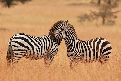 Mahali Mzuri - Réserve du Massai Mara - Kenya