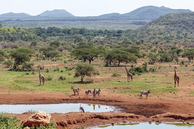 Parc National de Tsavo - Kenya 