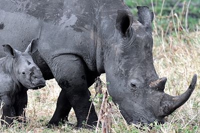 Parc National de Meru - Kenya