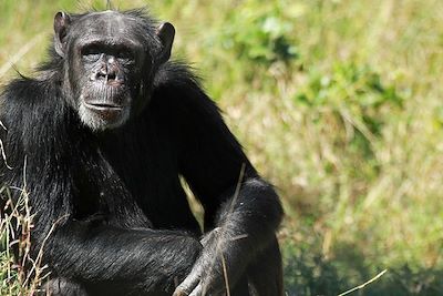 Chimpanzé - Kenya