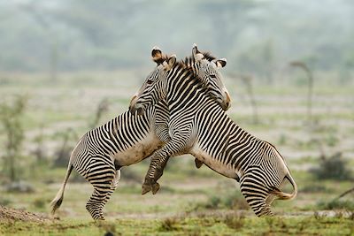 Zèbres de Grévy - Réserve de Samburu - Kenya