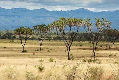 Parc national de Meru - Kenya