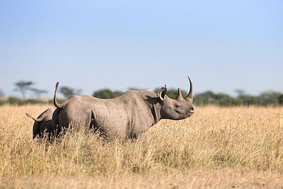 Rhinocéros - Ol Pejeta - Kenya