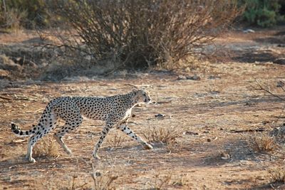 Léopard dans la réserve nationale de Samburu - Kenya