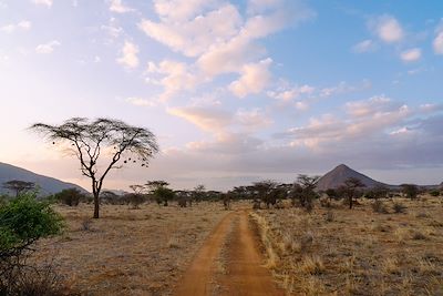 Route de safari - Parc national de Samburu - Kenya