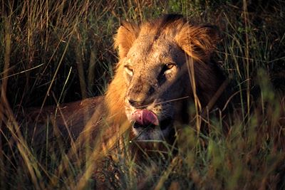 Parc national de Meru - Kenya