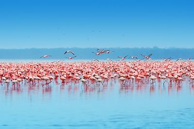 Flamants roses sur le lac Nakuru - Kenya