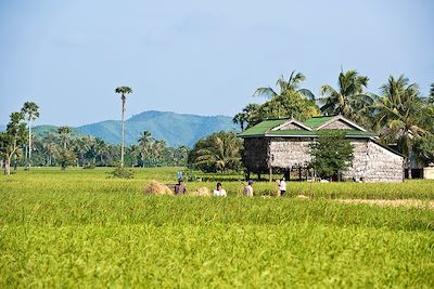 Rizières dans les environs de Kampot - Cambodge