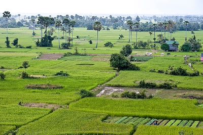 Rizières dans les environs de Kampot - Cambodge