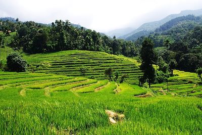 Les Monts Knuckles - Sri Lanka