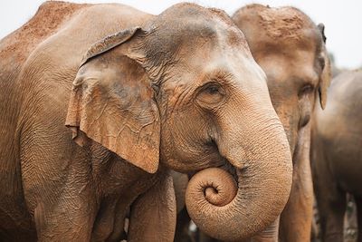 Eléphants - Pinnawela - Sri Lanka