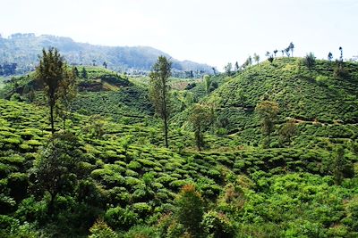 La région de Bandarawella - Sri Lanka