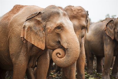 Eléphants - Pinnawela - Sri Lanka