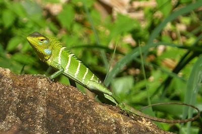 Caméléon - Sri Lanka