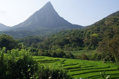 Rizières - Monts Knuckles - Meemure - Sri Lanka