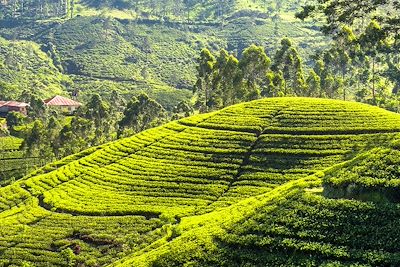 Plantation de thé - Sri Lanka