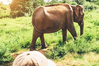 Safari en famille au Sri Lanka