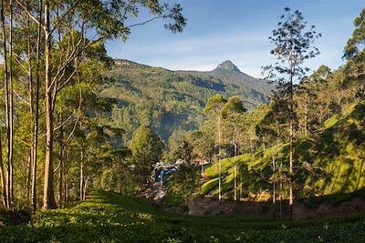 L'Adam's Peak - Sri Lanka 