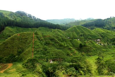 Plantations de thé - Sri Lanka