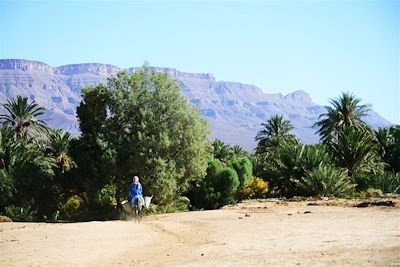 Palmeraie dans le vallée du Draa - Maroc