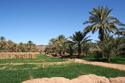 Jardin dans la vallée du Draa - Maroc