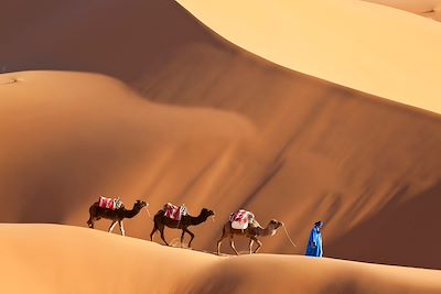 Chameaux et dunes - Erg Chebbi - Sahara - Maroc