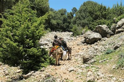 Randonnée vers la forêt des chênes-verts près de Zawiate Ifrane - Maroc