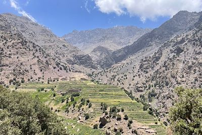 Vallée du Toubkal - Forêt de genévriers thurifères - Maroc