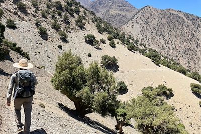 Vallée du Toubkal - Forêt de genévriers thurifères - Maroc