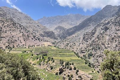 Vallée du Toubkal - Forêt de genévriers thurifères - Maroc