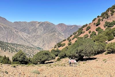 Vallée du Toubkal - Col de Tizi Mzik - Maroc