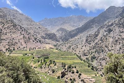 Vallée du Toubkal - Forêt de genévriers thurifères - Maroc