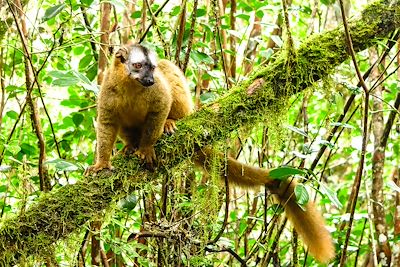 Parc national de Ranomafana - Madagascar