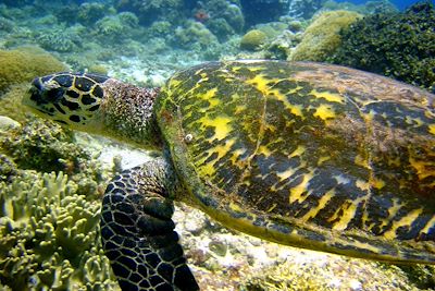 Snorkelling à Nosy Taninkely - Madagascar