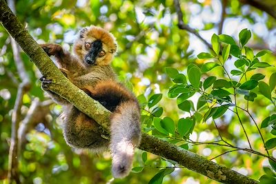 Lémurien - Parc national de Ranomafana - Madagascar