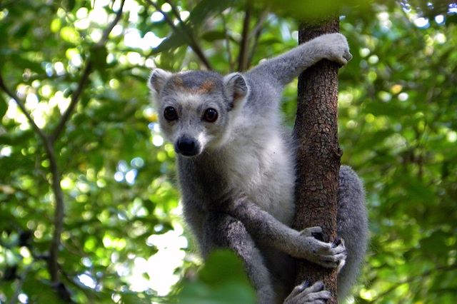 Voyage Grande aventure au pays des lémuriens