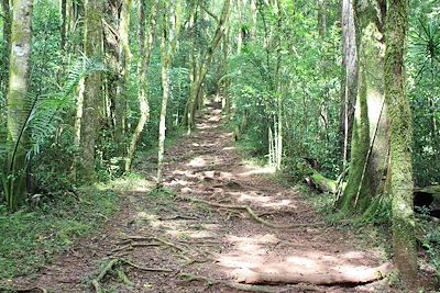 Montagne d'Ambre - Madagascar