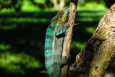 Plantation Millot - Ambanja - Madagascar