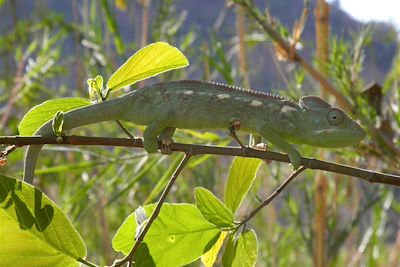 Parc National Isalo - Madagascar