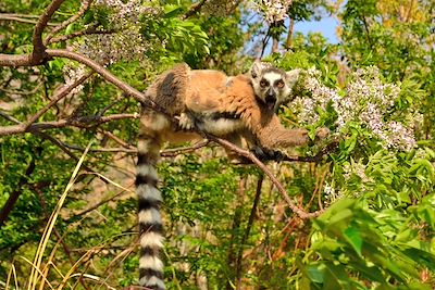 Lémuriens - Madagascar