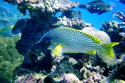 Snorkelling à Nosy Taninkely - Madagascar