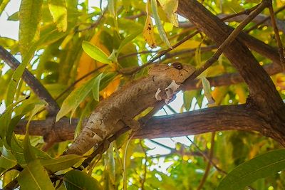 Caméléon - réserve spéciale d'Ankarana - Madagascar