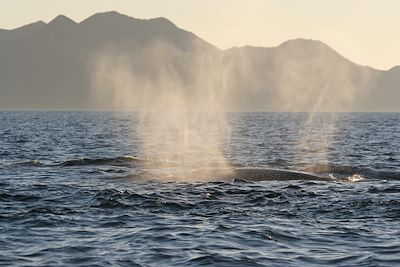 Baleine grise - Basse Californie - Mexique