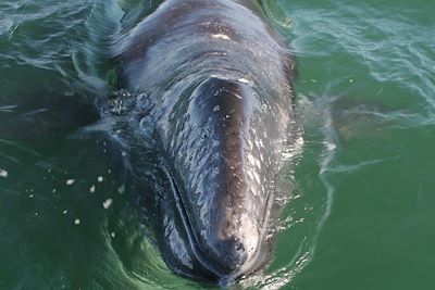 Baleine grise - Basse Californie - Mexique