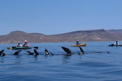 Mer de Cortes - Otaries - Basse Californie - Mexique