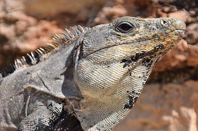 Iguane - Mexique