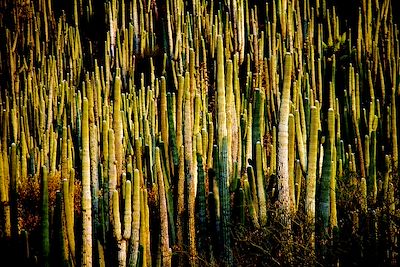 Forêt de cactus - Mexique