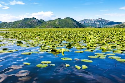 Lac Skadar - Monténégro